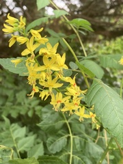 Koelreuteria paniculata