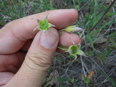 Callirhoe alcaeoides