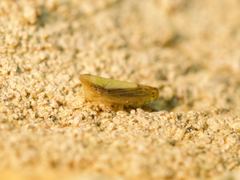 Scaphytopius elegans