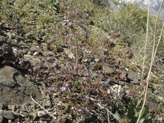 Phacelia vallis-mortae