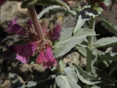 Penstemon monoensis