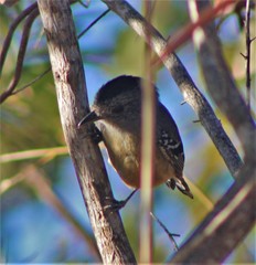 Thamnophilus pelzelni