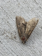 Noctuidae