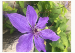 Clematis florida