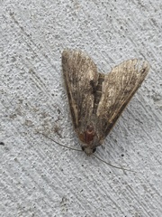 Noctuidae