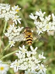 Epistrophe grossulariae