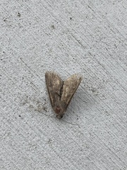 Noctuidae