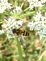 Epistrophe grossulariae