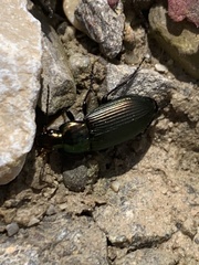 Poecilus cupreus