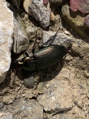 Poecilus cupreus