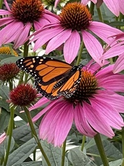 Danaus plexippus