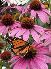 Danaus plexippus