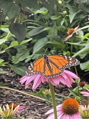 Danaus plexippus