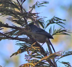 Thamnophilus pelzelni