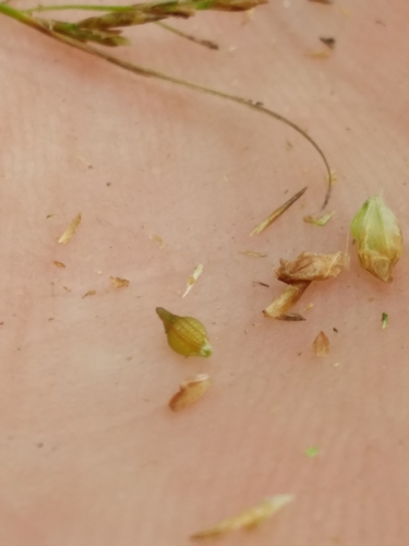 coastal plain beaksedge (Rhynchospora stenophylla)