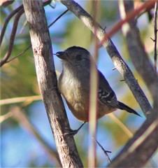 Thamnophilus pelzelni