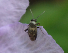 Spanagonicus albofasciatus