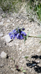 Penstemon whippleanus