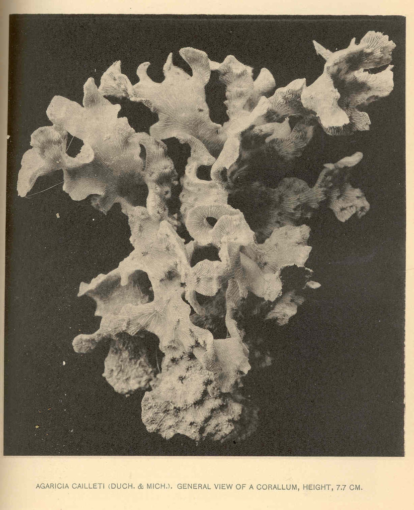 Lacy Lettuce Coral