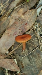 Lactarius eucalypti