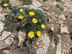 Potentilla concinna