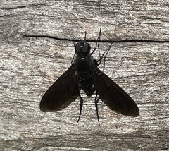 Anthrax aterrimus