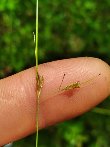 Image of Rhynchospora stenophylla by (c) Scott Ward, some rights reserved (CC BY)
