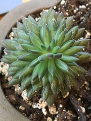 Sinocrassula yunnanensis