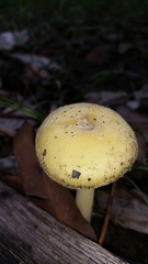 Amanita flavella