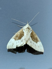 Hypena crassalis