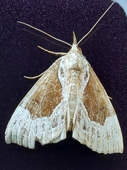 Hypena crassalis