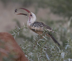 Tockus damarensis