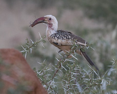 Tockus damarensis