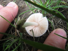 Volvariella pusilla
