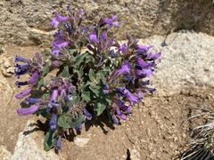 Penstemon harbourii