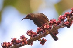Myzomela obscura
