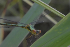 Chalcolestes viridis