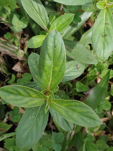 Gomphrena serrata image