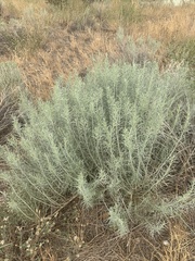 Ericameria nauseosa
