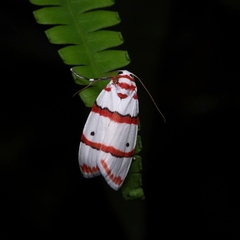 Cyana perornata