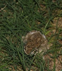 Duttaphrynus stomaticus