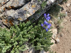 Polemonium confertum