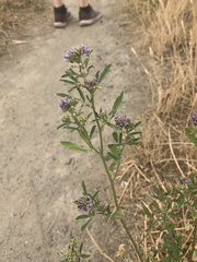 Medicago sativa