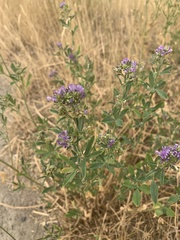 Medicago sativa