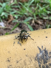 Dielis plumipes