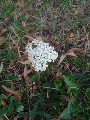 Achillea millefolium