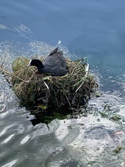 Fulica atra