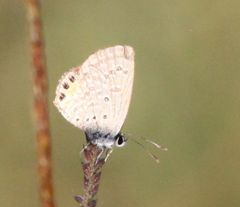 Freyeria trochylus