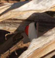 Colotis antevippe gavisa