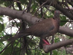 Streptopelia decipiens